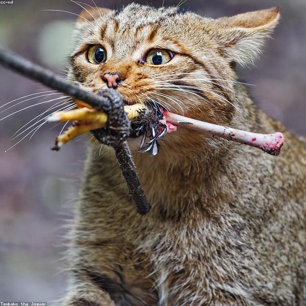 Корм для кошек, 2 кг